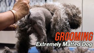 Grooming an EXTREMELY matted dog [upl. by Aleydis]