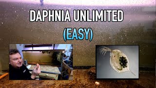 How I Raise Daphnia Water Fleas And You Can Too [upl. by Dell375]