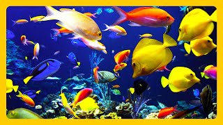 🎧 Stunning Aquarium amp The Best Relaxing Music  SLEEP MUSIC  HD 1080P [upl. by Weisberg]