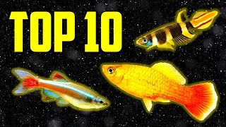 Top 10 Coldwater Fish That Dont Need a Heater [upl. by Mila]