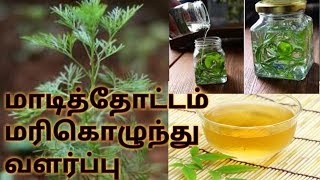 மாடித்தோட்டம் மரிகொழுந்து வளர்ப்பு How to grow Davana plant Marikozhundhu [upl. by Jeanna]