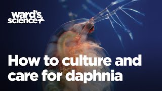 Caring and Culturing for Daphnia [upl. by Flodnar]