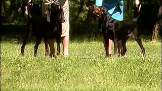 Black and Tan Coonhound  AKC Dog Breed Series [upl. by Rellek326]