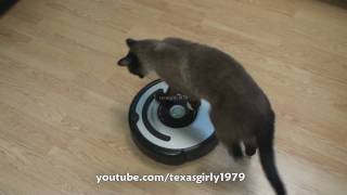 Cat shows HOW TO use iRobot Roomba Vacuum [upl. by Rufina822]