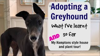 Adopting a Greyhound  what Ive learnt so far [upl. by Rochell101]