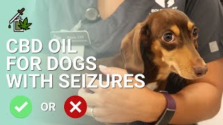 CBD for Dogs with Seizures  Recommended [upl. by Tumer]