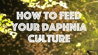 How To Feed Your Daphnia Culture [upl. by Micah]