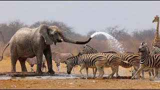 Wild Life  Nature Documentary Full HD 1080p [upl. by Gnoh916]