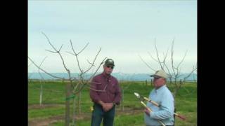 Pistachio Pruning amp Training  Years 3 to 5 [upl. by Lust]