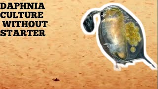 HOW TO CULTURE DAPHNIA NATURALLY WITHOUT A STARTER [upl. by Swaine458]