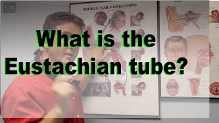 Eustachian Tube explained [upl. by Yumuk]