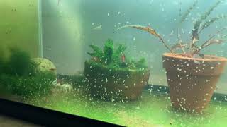 Daphnia Culturing Snails or no snails [upl. by Reggi424]