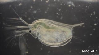 Daphnia magna under the Microscope [upl. by Otaner]