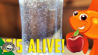 How to culture Vinegar Eels The EASY Way Live Fish Food [upl. by Mallin]