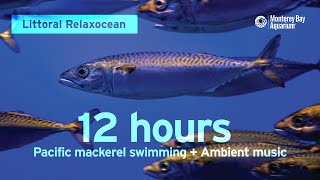 12 Hours of Fish Swimming with Ambient Music at Monterey Bay Aquarium  Littoral Relaxocean [upl. by Nomrej739]