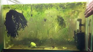 Scuds Daphnia Cherry Shrimp Copepods My aquatic food culture [upl. by Philemol]