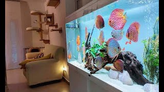 Top 5 Best Home Aquarium for Discus  Unbelievable Discus Tank [upl. by Tallula]