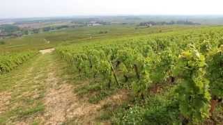 Discover The Red Wines of Burgundy [upl. by Fortunia910]