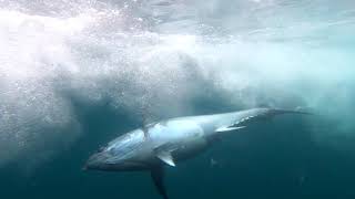 Fishing for Giant Bluefin Tuna off Cape Cod Massachusetts [upl. by Pena158]