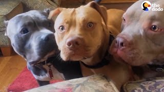 Aggressive Pit Bulls Are Gentle With Everyone They Meet  The Dodo [upl. by Haroldson906]