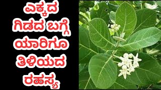 ಎಕ್ಕದ ಗಿಡದ ಬಗ್ಗೆ ಯಾರಿಗೂ ತಿಳಿಯದ ರಹಸ್ಯ  Yekkada Gida Benefits in Kannada  Kannada Health Tips [upl. by Sheena]