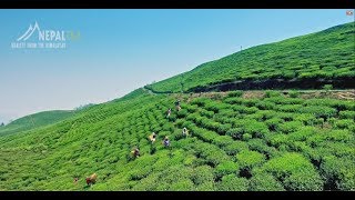 Nepal Tea Official Documentary Nepali [upl. by Ericksen]