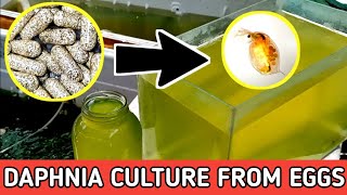 HOW TO HATCH DAPHNIA EGGS  HOW TO CULTURE DAPHNIA [upl. by Fried]