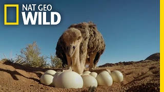 How to Protect Ostrich Eggs  Animal AllStars [upl. by Bengt]