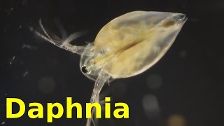 Daphnia [upl. by Inahet951]