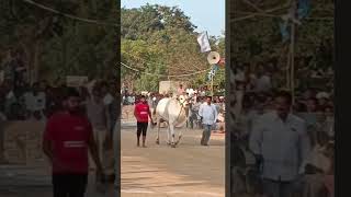 RK BULLS SAMARASIMHA IN RENTACHINTHALA rkbulls [upl. by Paula]