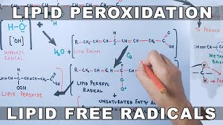 Mechanism of Lipid Peroxidation [upl. by Eniloj]