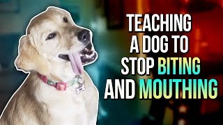 TEACHING A DOG TO STOP BITING AND MOUTHING [upl. by Morie591]