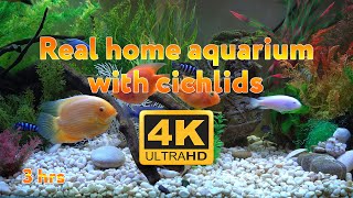 Real aquarium in 4K 🐠 Cichlids 🍀 3 hours [upl. by Erasmus]