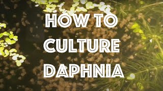 How To Culture Daphnia Magna [upl. by Richella]