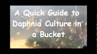 How to culture daphnia outside [upl. by Annaeerb]