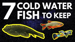 Top 7 Cold Water Fish That Dont Need a Heater [upl. by Coveney]