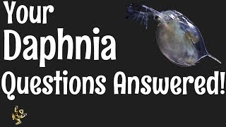 Daphnia Questions Answered [upl. by Annor]