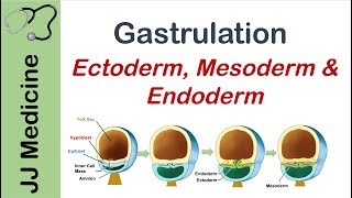 Gastrulation  Formation of Germ Layers  Ectoderm Mesoderm and Endoderm [upl. by Yelha]