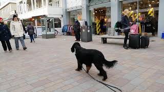 Gordon Setter [upl. by Detta]