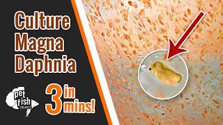 How to culture DAPHNIA MAGNA  The easy way [upl. by Atinod]