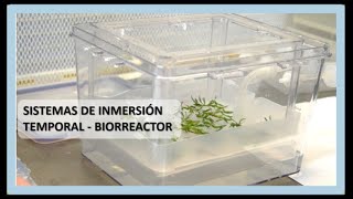 Sistemas de Inmersión Temporal  Biorreactores [upl. by Ahcarb]