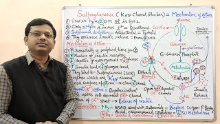 Diabetes Mellitus Part10 Mechanism of Action of Sulfonylurease  Antidiabetic Drugs  Diabetes [upl. by Arondel]