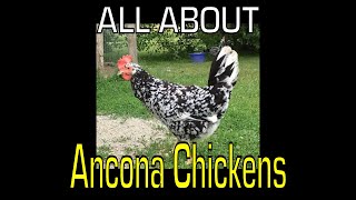 Ancona Chicken  Information [upl. by Nirehtac714]