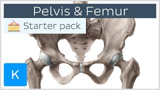 Pelvis Hip bone and Femur  Human Anatomy  Kenhub [upl. by Rior]