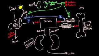 Calcium Metabolism [upl. by Colyer]