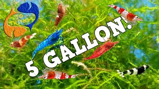 10 BEST FISH For 5 Gallon AQUARIUM [upl. by Eilitan178]