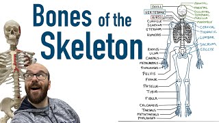 Bones of the Skeleton [upl. by Repsaj]