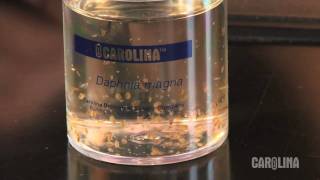 How to Care for Daphnia [upl. by Krusche]