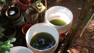 How to grow Green Water Algae [upl. by Mckale]