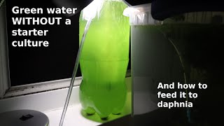 Green Water WITHOUT a Starter Culture  From Scratch  How To [upl. by Nylcoj]